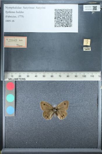Media type: image;   Entomology 153729
